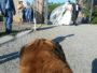 Wedding Pet Sitter - Orma Di Maya