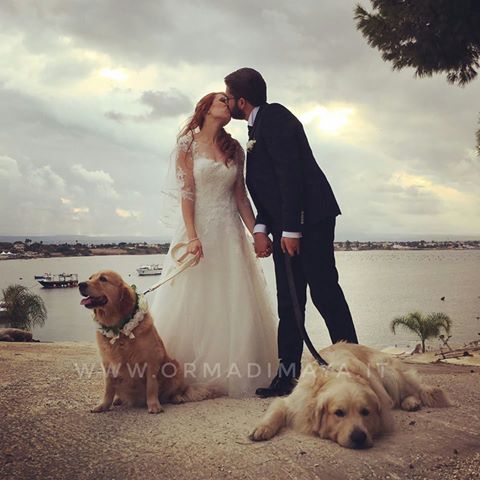 WEDDING DOG SITTER