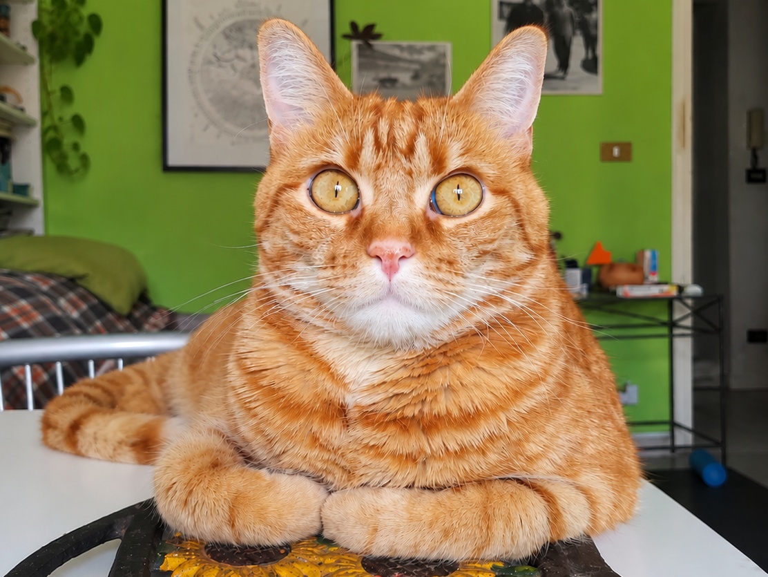 Gatto domestico per il servizio di cat sitting