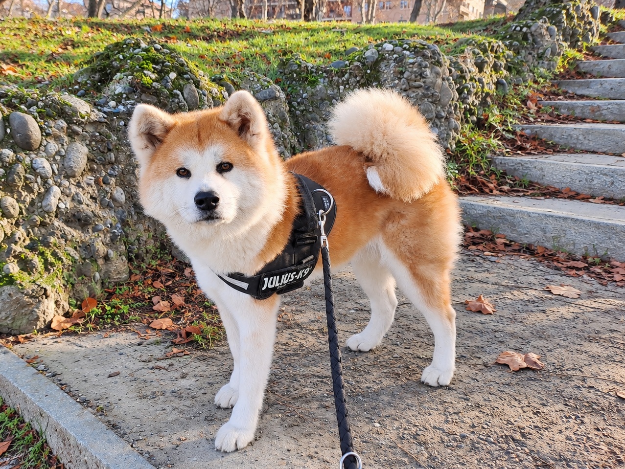 Cane all'aperto per il servizio di dog walking