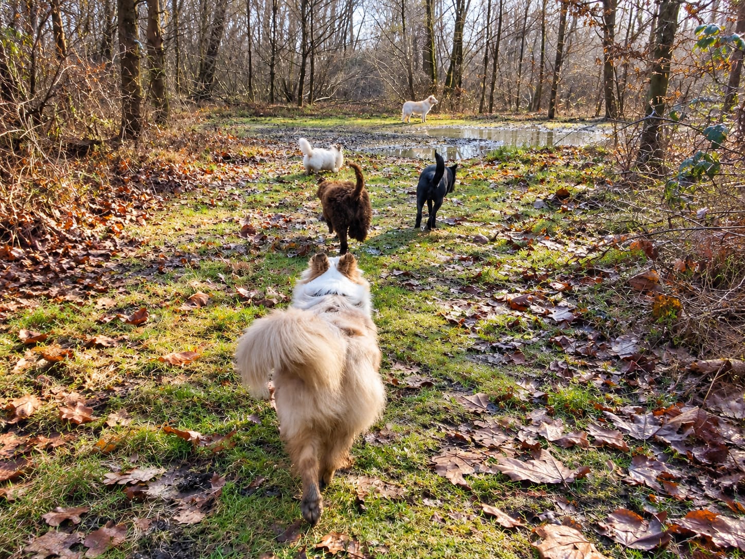 Paesaggio naturale per le passeggiate con i cani