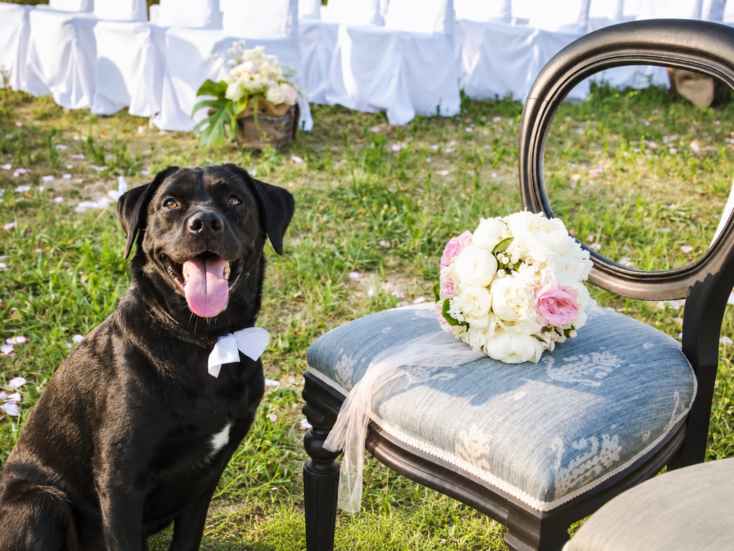 Wedding Dog Service per matrimoni con il proprio cane