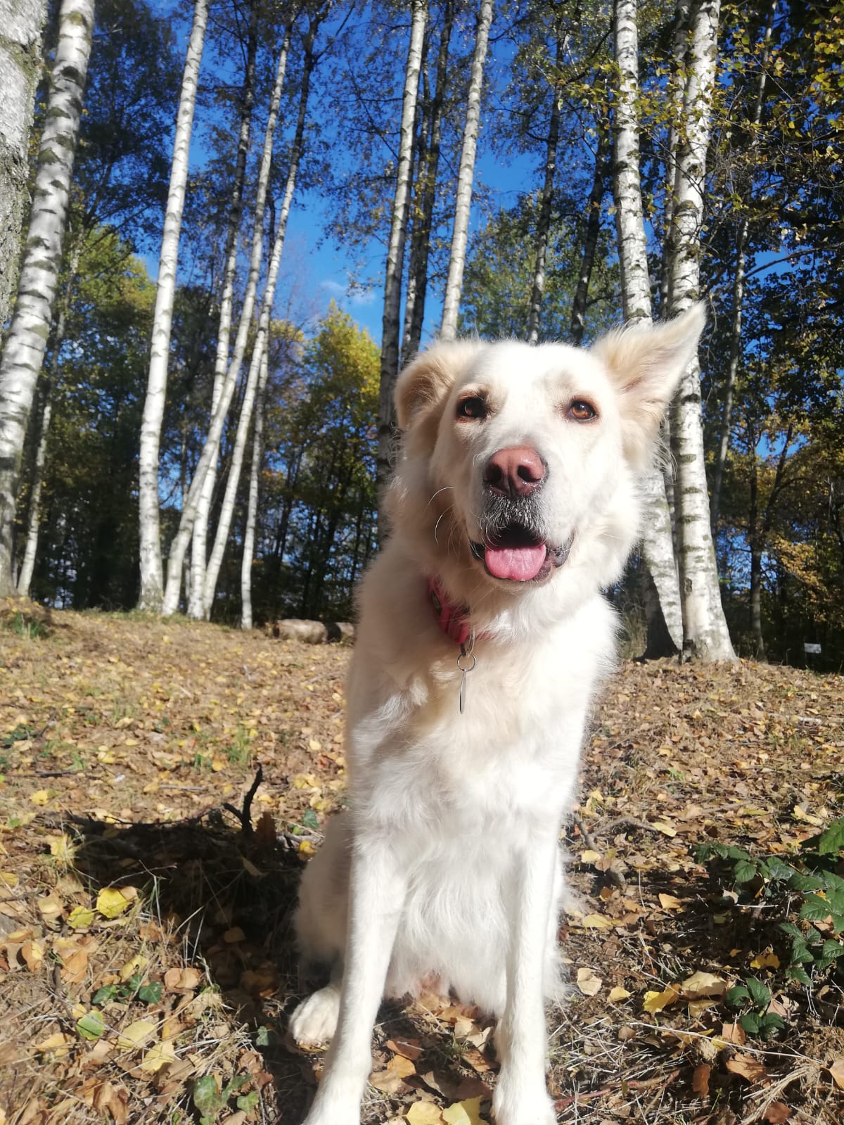 Cane in un ambiente naturale