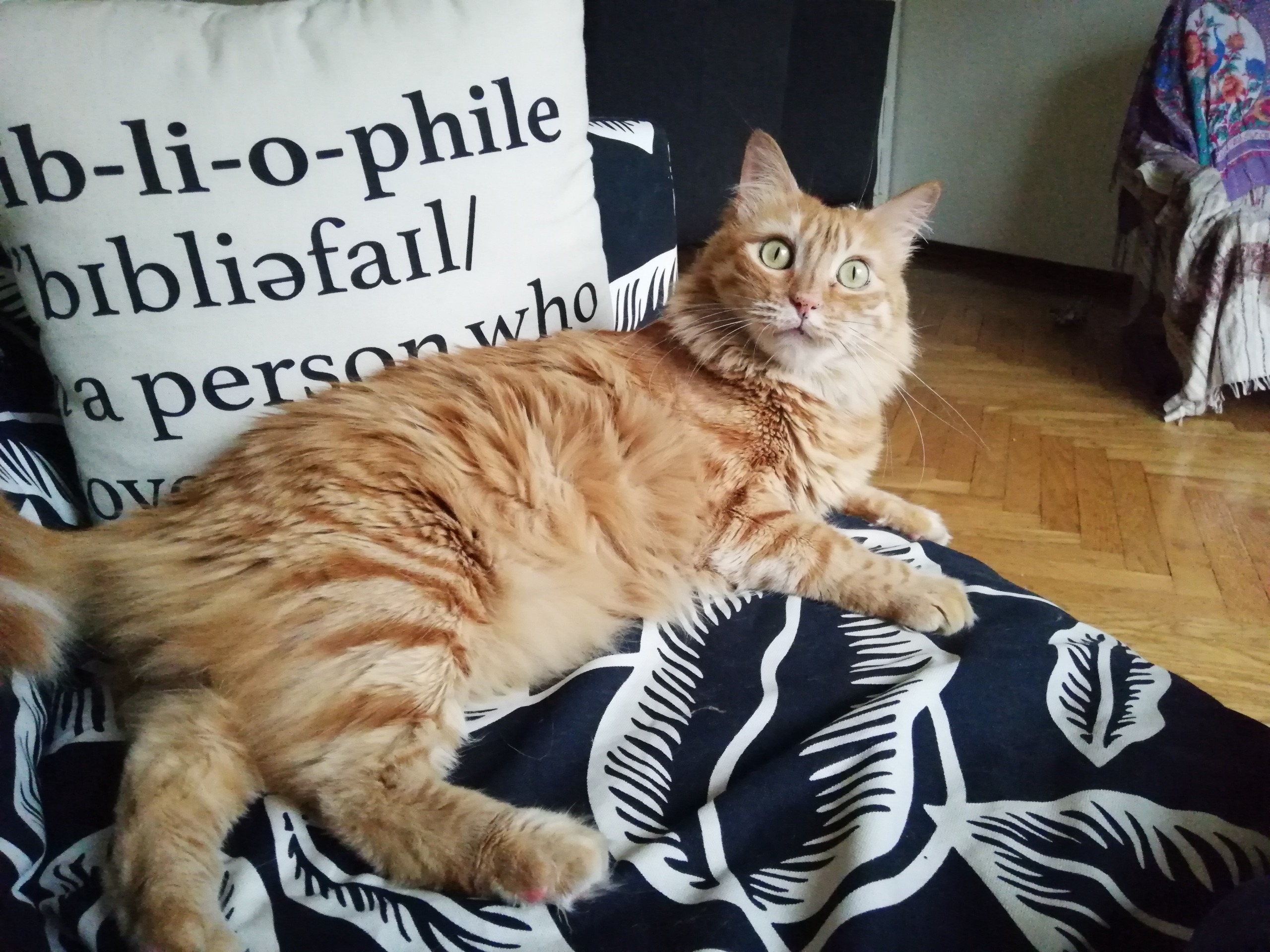 Gatto domestico per il servizio di cat sitting