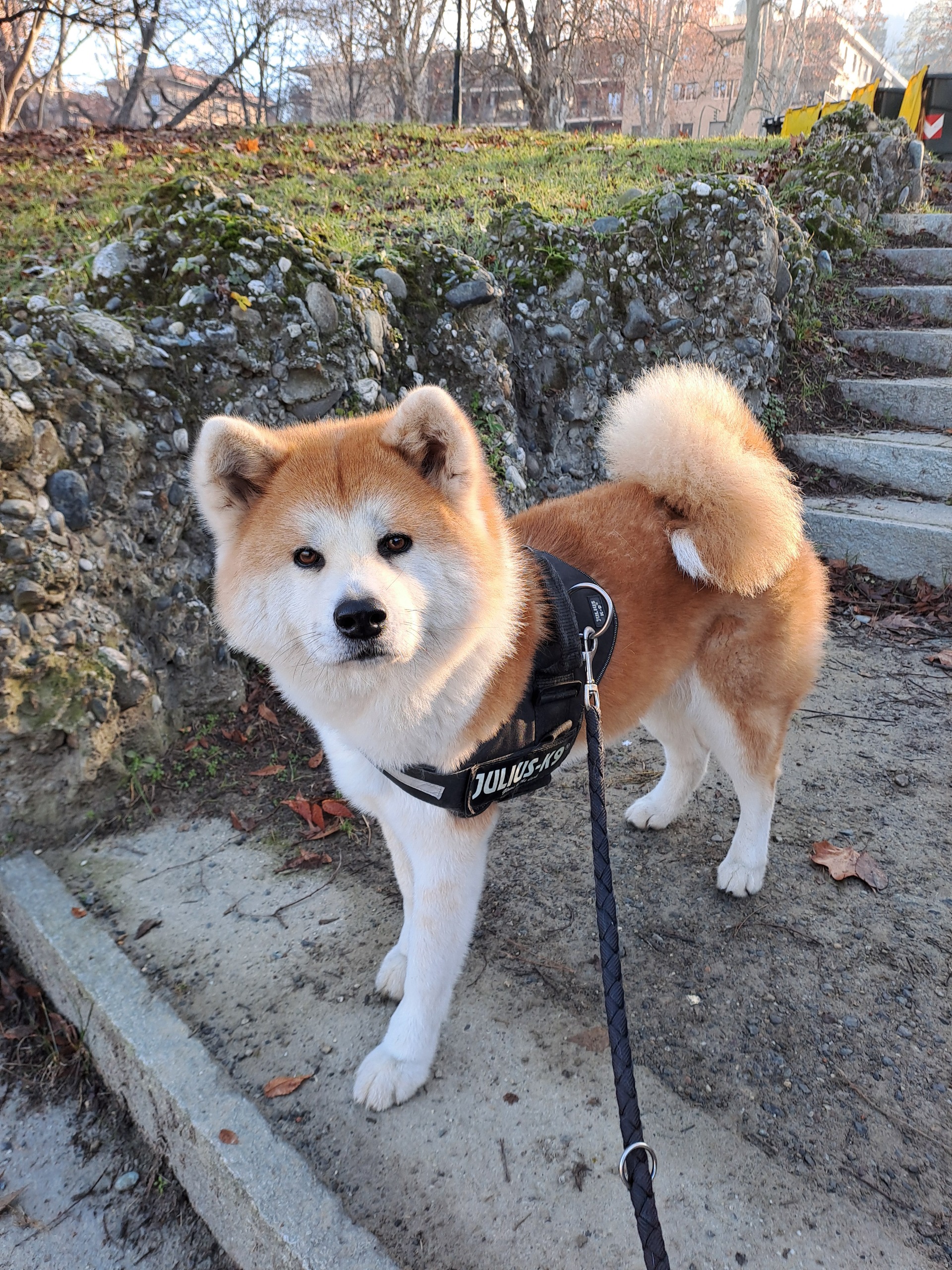 Cane all'aperto per il servizio di dog walking