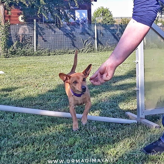 Cane per i percorsi di educazione cinofila