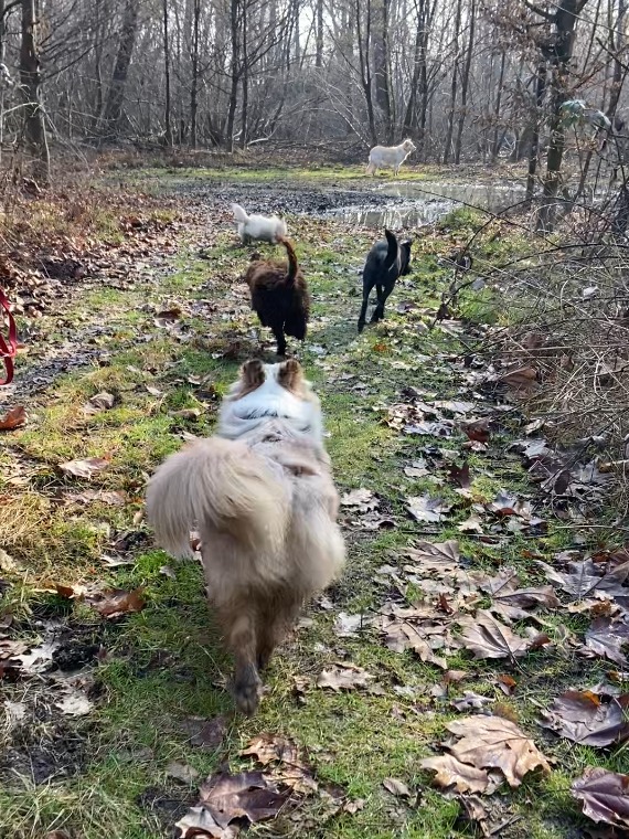 Paesaggio naturale per le passeggiate con i cani