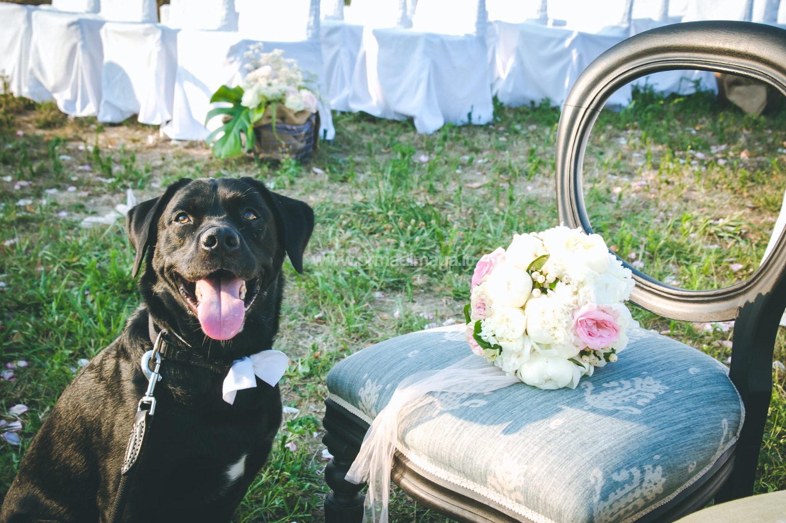 Wedding Dog Service per matrimoni con il proprio cane